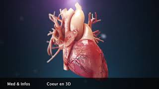 Anatomie du coeur Animation 3D [upl. by Nollek871]