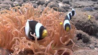 diving CANDIDASA  Balis magnificent underwater world [upl. by Dnaloy]