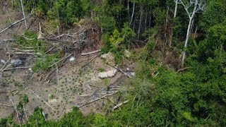 Drones captan indígenas aislados en la Amazonía brasileña [upl. by Allertse]