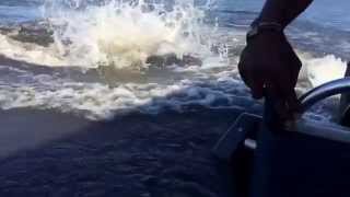 Huge hippo chases safari Speedboat in Zimbabwe [upl. by Airdnaz]