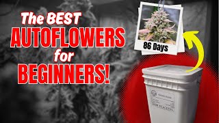 The EASIEST way to grow AUTOFLOWERS  For BEGINNERS  GrowPeaceful [upl. by Sol]