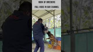 Malinois Training Dog food Trainers training puppies for sale available [upl. by Nrek]