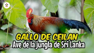 El gallo de Ceilán 🐓 Una especie única de los bosques de Sri Lanka [upl. by Ayalat]