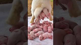 Rabbit Growth  Baby Animals 1 To 16 Days [upl. by Scoter]