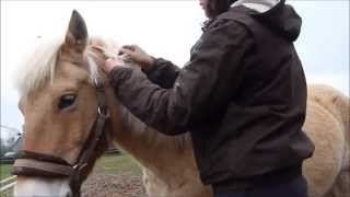 Tuto 11 Tresser la crinière  crin  de sont cheval ou poney  coiffure  horse pony [upl. by Ronile]