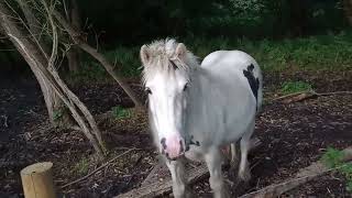 A beautiful white horse and friends A classic boggy bit as well [upl. by Cardon]