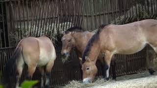 Equus ferus przewalskii  Poliakov 1881  Equidae  Cheval de Przewalski [upl. by Popelka]