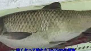 アシの葉で釣る草魚釣りgrass carp fishing in the hiroshiba pond of japan [upl. by Ardnwahsal534]