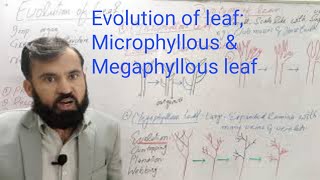 Evolution of Leaf Microphyllous amp Megaphyllous leaf [upl. by Underwood]