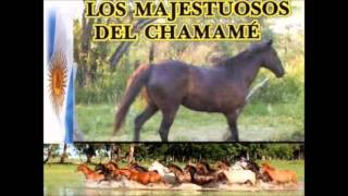 LOS MAJESTUOSOS DEL CHAMAME ENGANCHADOS 03 [upl. by Apfelstadt]