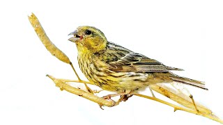 European Serin Call Serinus serinus Song Milheirinha Canto Chamariz [upl. by Yecram]