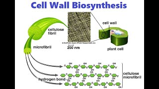 Cell Wall Biosynthesis [upl. by Ifar]