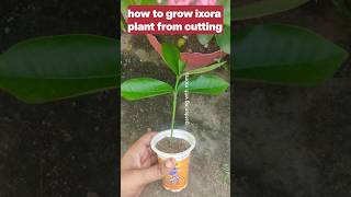 plant care and grow cuttings ixoraplantcare growcuttingsofixora shorts ytshorts youtubeshorts [upl. by Biagio]