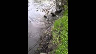 Dogs fighting with monster raccoon in river [upl. by Jaycee]