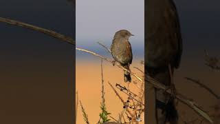 LE CHANT DE LACCENTEUR MOUCHET  DUNNOCK SINGING [upl. by Audra3]