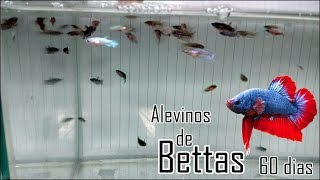 Alevinos de Bettas com 60 dias [upl. by Rimidalb]