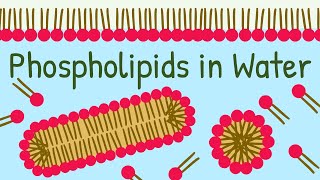 Phospholipids in Water How Biological Membrane is formed [upl. by Ronoel350]