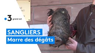 Des agriculteurs vosgiens manifestent contre les dégâts causés par les sangliers [upl. by Creedon]