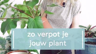 Zo verpot je jouw plant [upl. by Eladnar]