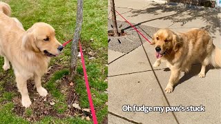 Hilarious Dog Keeps Getting Tangled In His Leash And Has No Clue How Easy It Is To Get Out Of [upl. by Atokad]