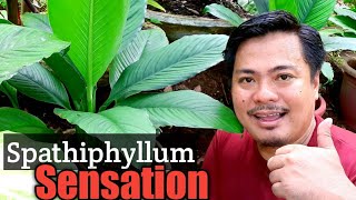 FACTS ABOUT SPATHIPHYLLUM SENSATION  Spathiphyllum Sensation Basic Care and Propagation [upl. by Purington]