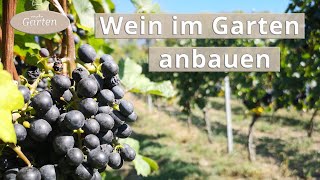 Wein anbauen Eine Weinrebe pflanzen  MDR [upl. by Corvese]