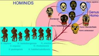 HOMINID FAMILY TREE 11 Homo sapiens [upl. by Calan]