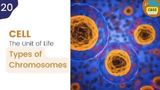 Types of Chromosomes  Cell The Unit of Life cbseshorts shorts biology [upl. by Irahcaz]