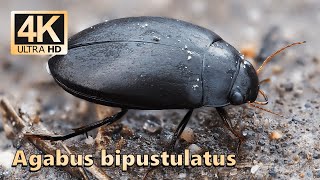 Agabus bipustulatus [upl. by Simons]