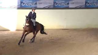 Bitless show jumping in a indoor Arena [upl. by Keily980]