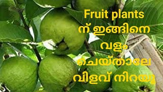 fruit Plants ന് ഇങ്ങിനെ വളം ചെയ്താൽ വിളവ് നിറയും  namukkumkrishicheyyam [upl. by Naot]