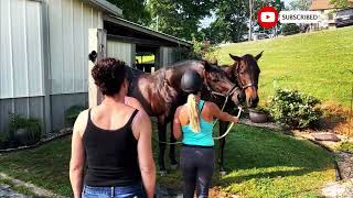 How Stallions Breed First Time at Horse Stable Educational Video [upl. by Colley]