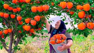 Harvesting Fresh Red Persimmons and Keeping Them For Winter [upl. by Disharoon]