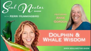 Dolphin amp Whale Wisdom with Anne Gordon on Soul Nectar Show [upl. by Lurette]