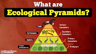 Let’s Know About the Ecological PYRAMID in 10 Minutes [upl. by Ogdon]