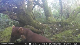 Wildcamera Strex filmt zeldzame boommarter Rundvoort Oelegem [upl. by Sexton]