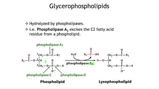 Membrane lipids glycerophospholipids and sphingolipids [upl. by Notnarb]