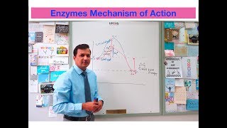 Mechanism of Enzyme Action [upl. by Marella779]