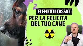 2 Elementi che minano la felicità con il cane [upl. by Ylatfen]