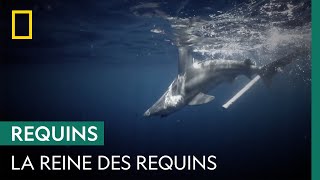 Des scientifiques étudient le plus gros requinbouledogue au monde [upl. by Menell]