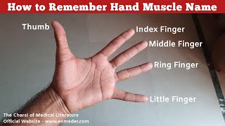 Hand Muscles│Anatomy Tips Tricks and Mnemonics [upl. by Zenger]