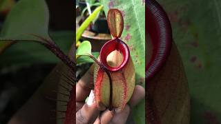 Nepenthes ampullaria ‘Hotlips’ Hybrid 🍃❤️ nepenthes carnivorousplants pitcherplant [upl. by Redna]