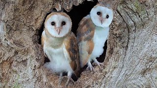 Adorable Barn Owl Pair Bring Up Their Chicks  Full Story  Gylfie amp Finn  Robert E Fuller [upl. by Noland]