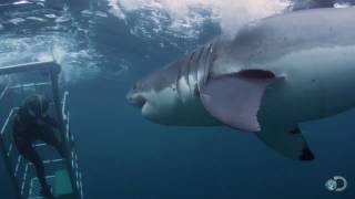 18Foot Shark Attacks Cage  Great White Serial Killer [upl. by Cointon]