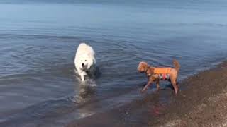 Just keep swimming forever  Samoyed amp Poodle  Dog Vlog shorts [upl. by Chinua]