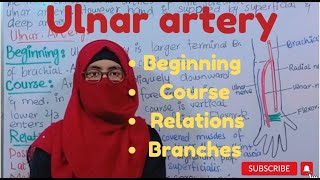 Ulnar artery  beginning  course  relations  branches  ayesha medical education [upl. by Eidahs]