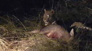 Leopard Eating Aardvark [upl. by Cornie]