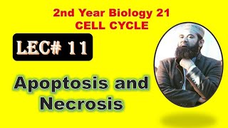 Apoptosis and Necrosis 2nd year biology Lecture no 11 FSc I Cell cycle chapter 21 [upl. by Holder]