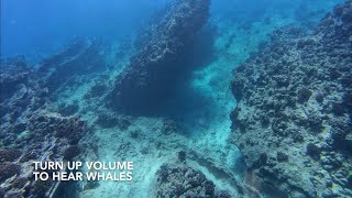 Hearing Whales while diving East Side  Oahu Hawaii [upl. by Toille]