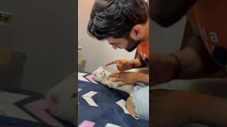 Tusky 🐈 ne kiya pagal 😡 ashortaday tranding minivlog cat viralshort [upl. by Zelde]